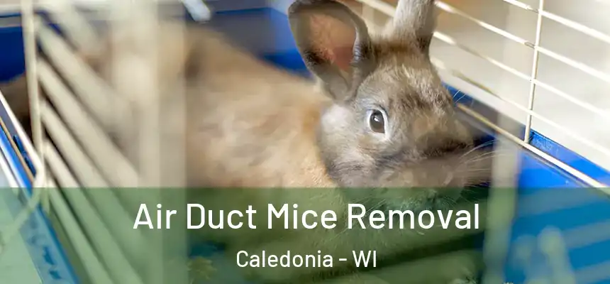 Air Duct Mice Removal Caledonia - WI