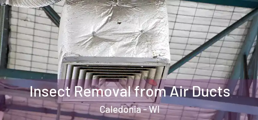 Insect Removal from Air Ducts Caledonia - WI