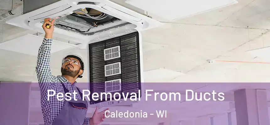Pest Removal From Ducts Caledonia - WI